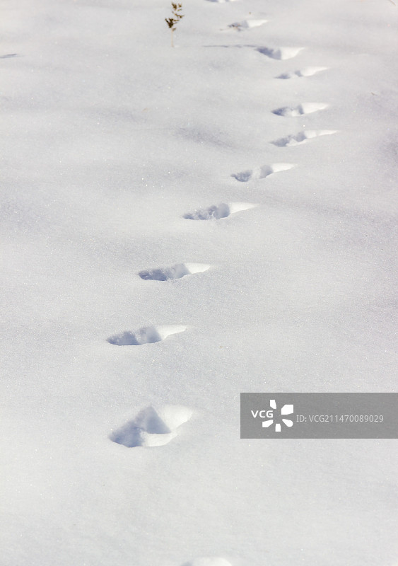 冬日正午雪地爪印图片素材