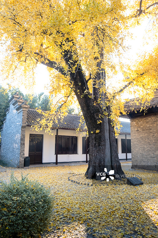 扬州郑板桥纪念馆（西方寺）750岁的银杏依然灿烂绚丽图片素材