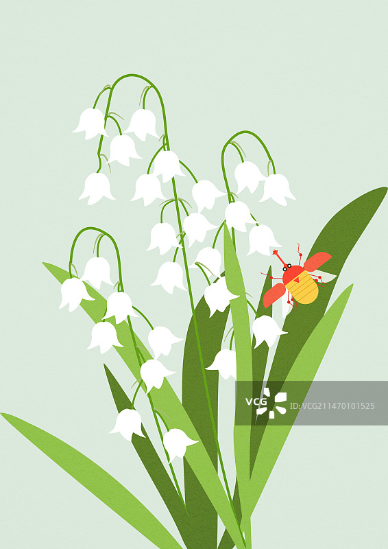 铃兰花图片素材