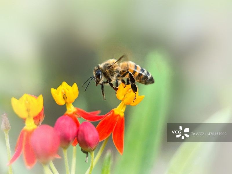 蜂花恋图片素材