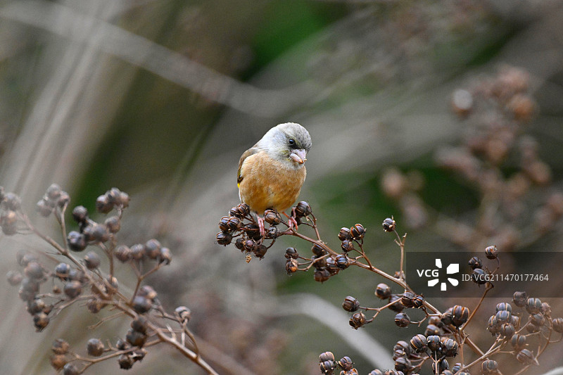鸟儿美图图片素材