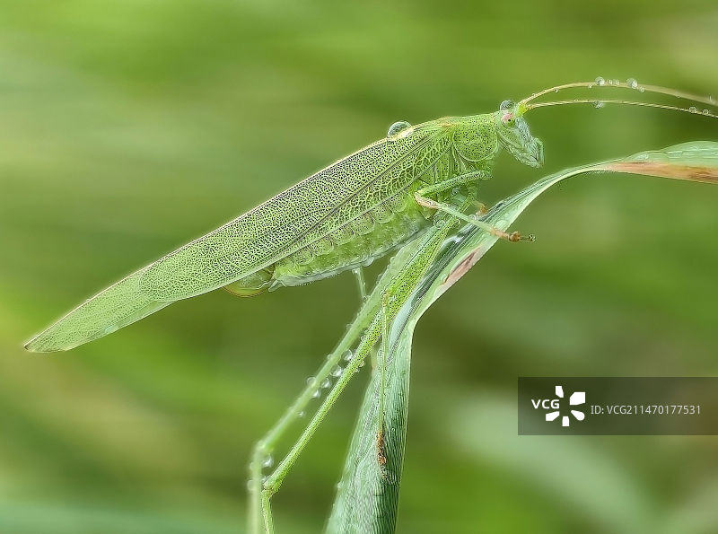 植物上的蚱蜢特写镜头图片素材