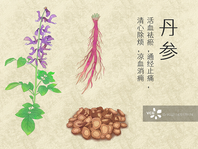 手绘水彩中药药材丹参插画图片素材