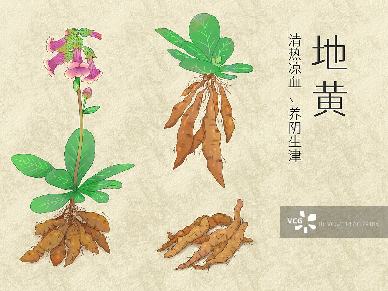 手绘水彩中药药材地黄插画图片素材