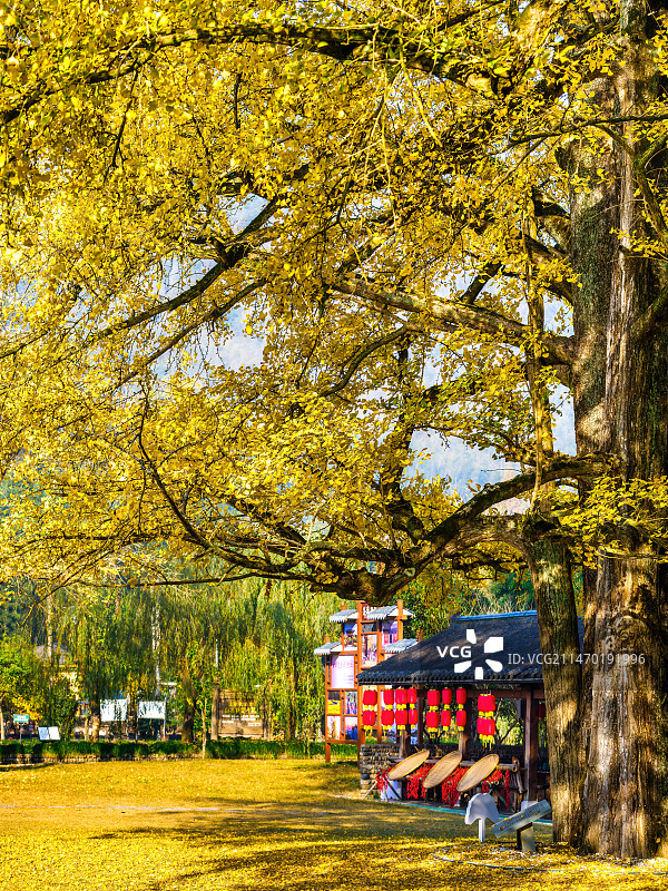 杭州富阳湘溪村1200年的古银杏图片素材