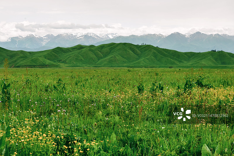 新疆伊犁那拉提草原雪山花海景观图片素材
