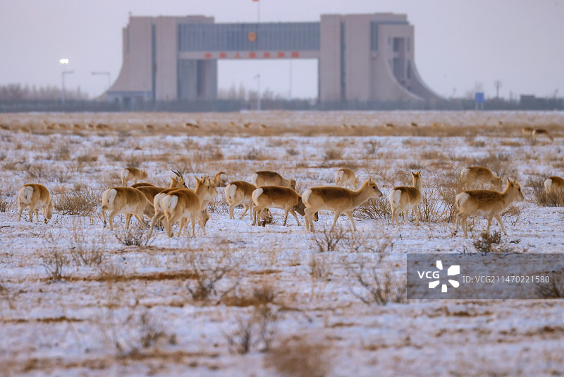 国门黄羊掠影图片素材