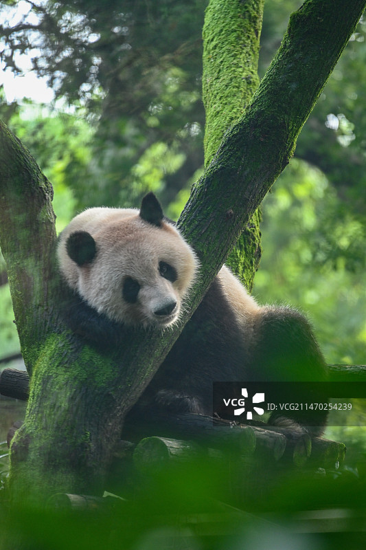 趴着睡觉的和风图片素材
