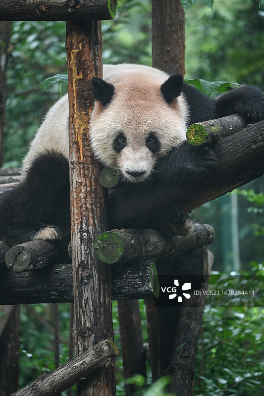 趴着的和风图片素材