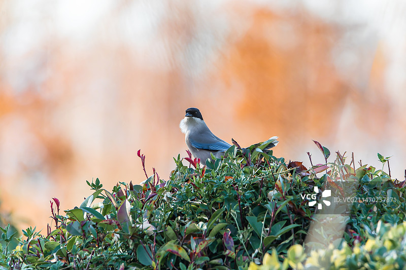 灰喜鹊图片素材