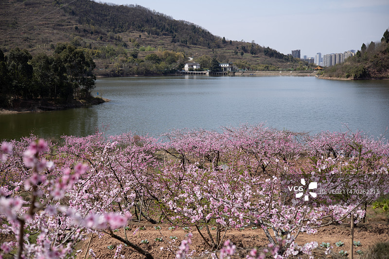 龙泉桃花图片素材