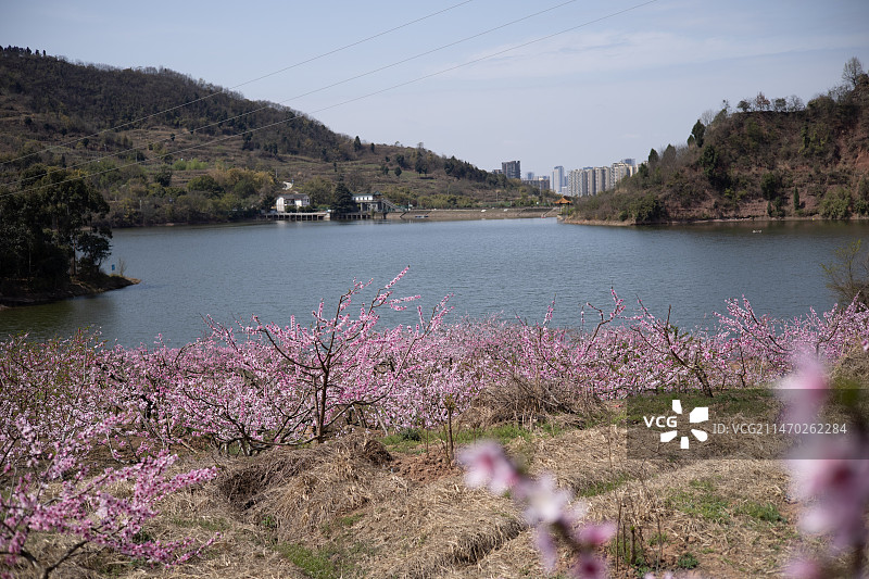 龙泉桃花图片素材