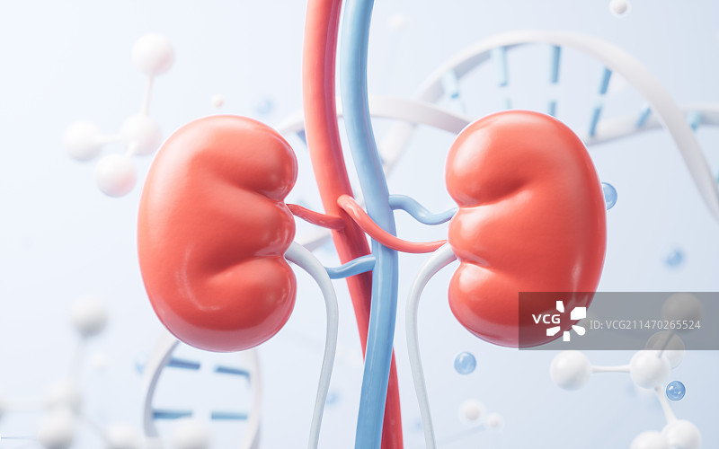 肾脏与生物科技背景3D渲染图片素材