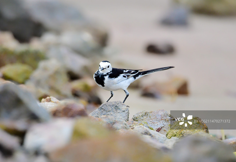 礁石间的白鹡鸰图片素材