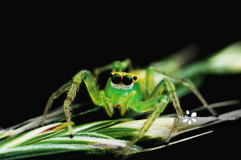 小跳蛛图片素材