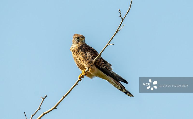 树枝上的红隼图片素材