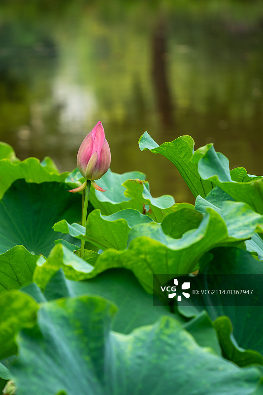 荷花花骨朵，荷花花苞图片素材
