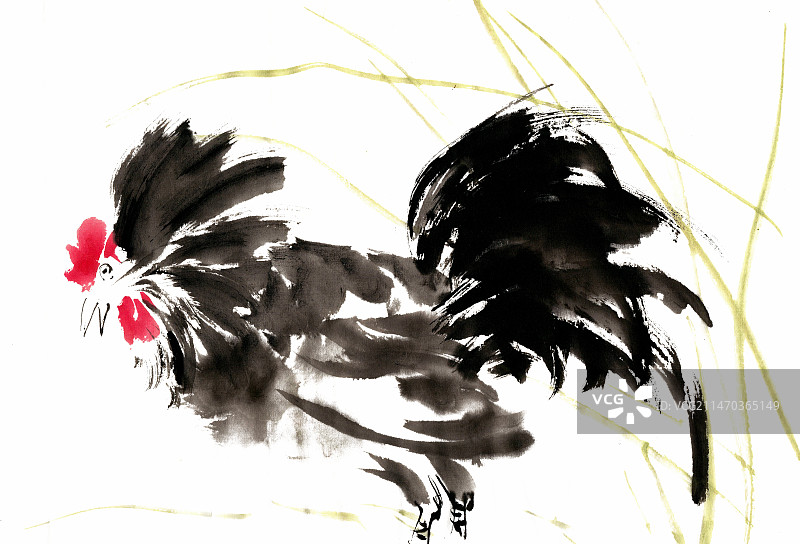 觅食的公鸡图片素材