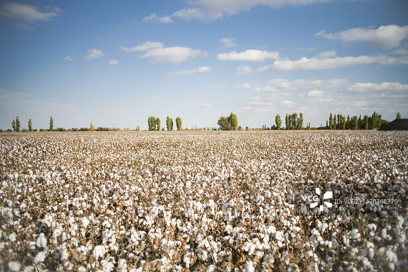 新疆阿克苏棉花种植基地图片素材