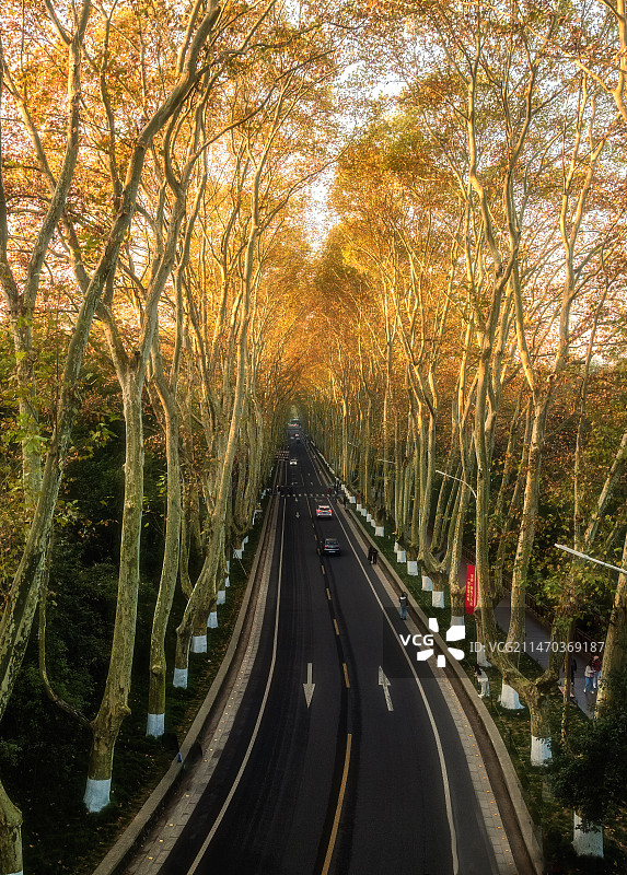 航拍江苏南京秋天梧桐大道图片素材