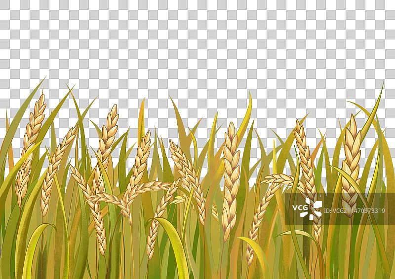 稻谷水稻 稻田 白米图片素材