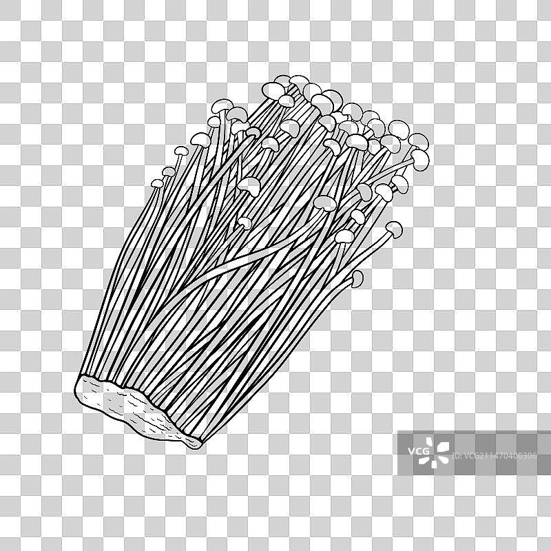 火锅食材·金针菇线稿图片素材