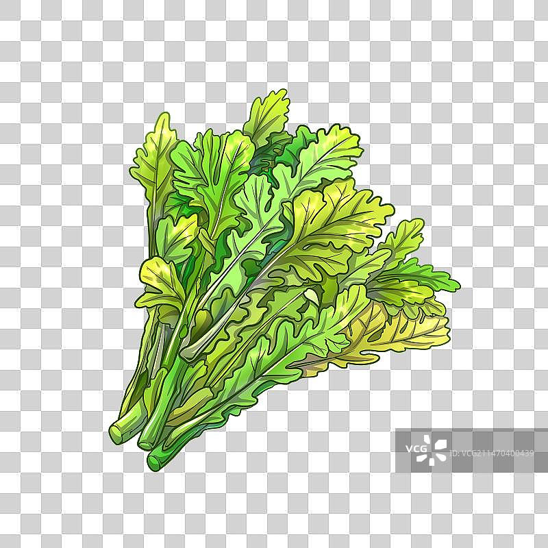 火锅食材·茼蒿图片素材