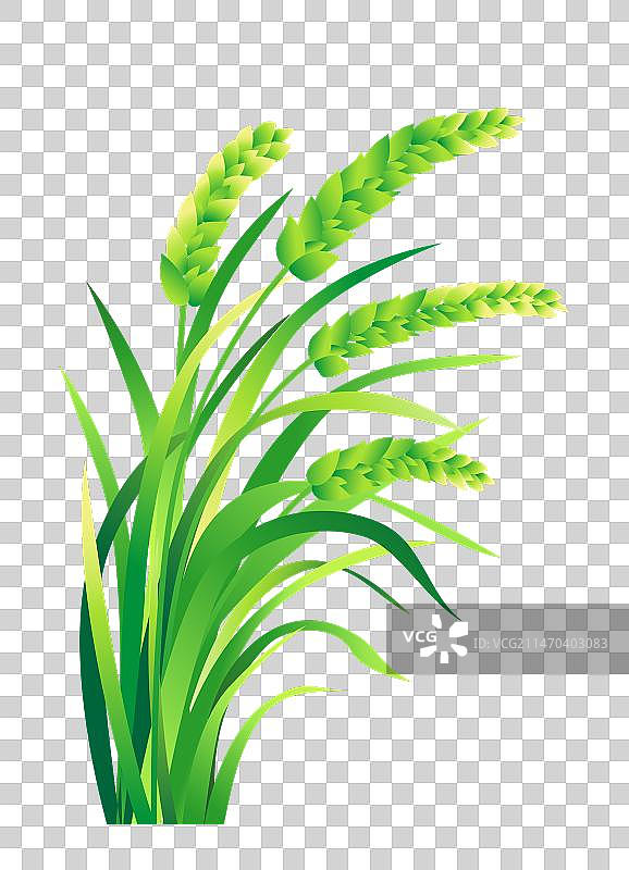 农村水稻稻田插画元素图片素材