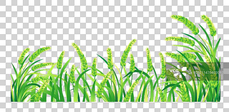 农村水稻稻田插画元素图片素材