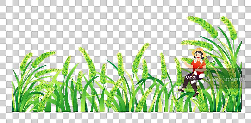 农村水稻稻田插画元素图片素材