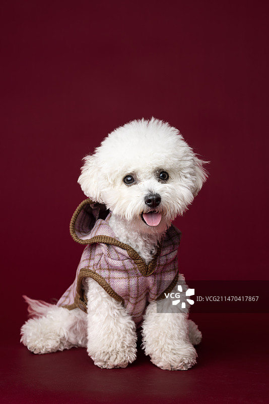 比熊妹图片素材