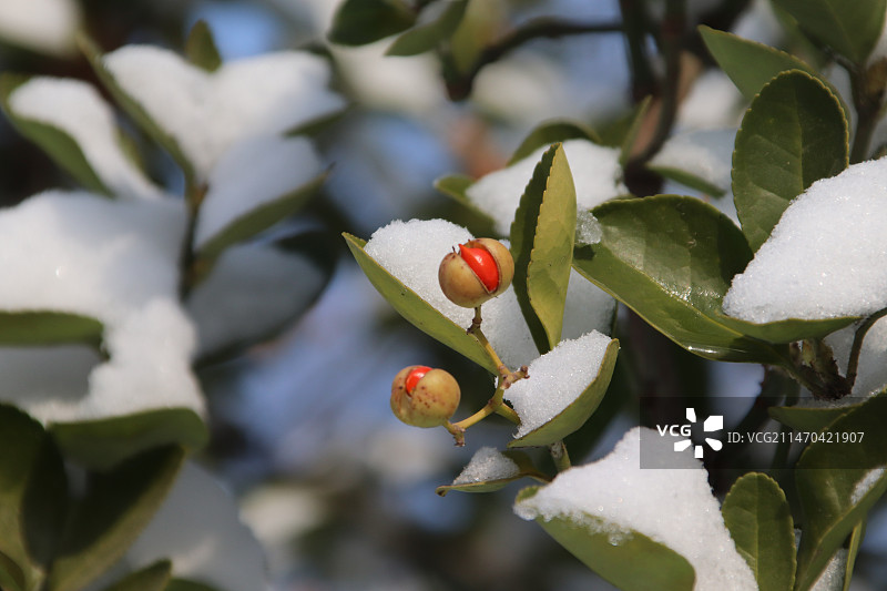 冬青果雪中开口笑图片素材