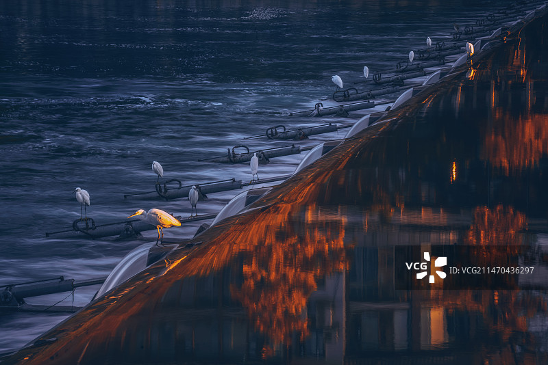 贵阳南明河上的白鹭鸟图片素材