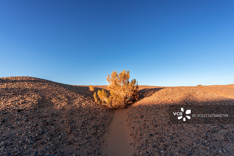 青海德令哈荒漠里的梭梭树图片素材