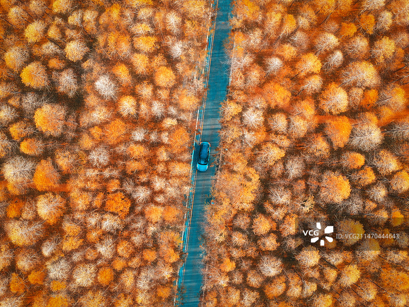 江苏淮安洪泽蒋坝水杉林图片素材