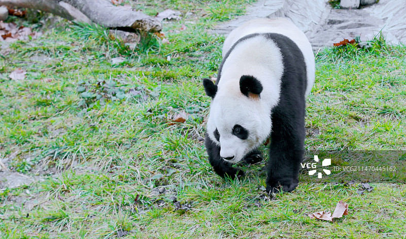 熊猫宝贝图片素材