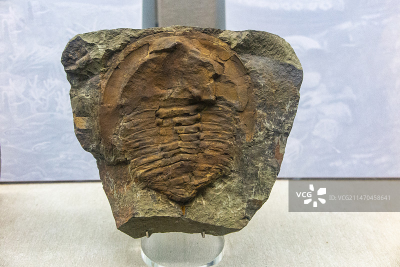 云南省博物馆馆藏文物，远古云南的文物藏品，云南古生物化石图片素材
