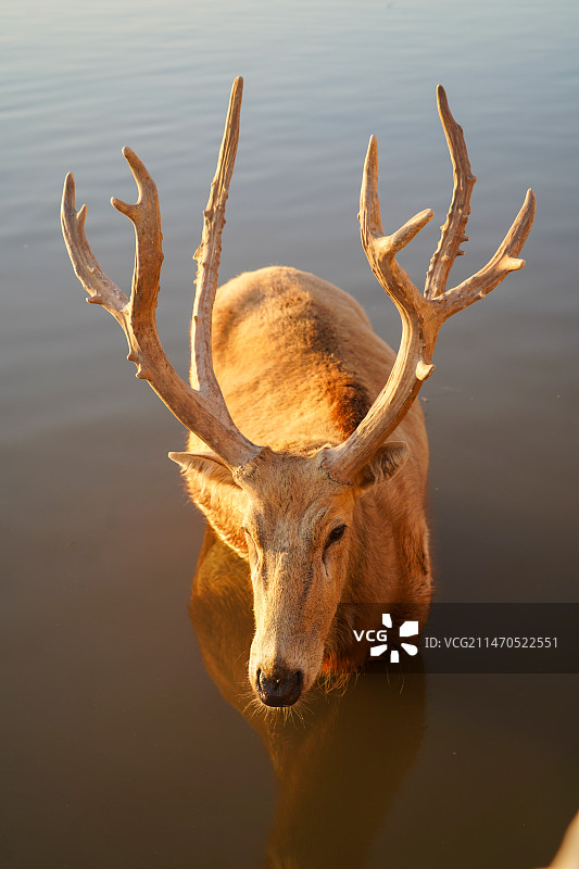杭州湾湿地公园的麋鹿图片素材
