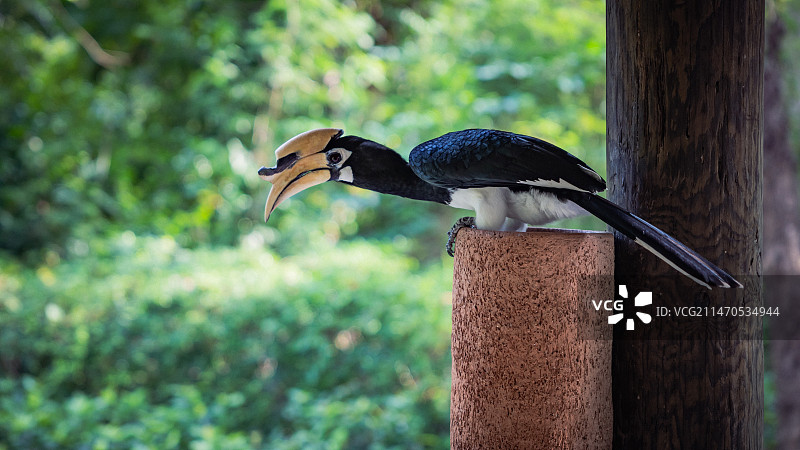 犀鸟，在纳卡岛上的珍稀鸟类｜泰国·普吉岛图片素材