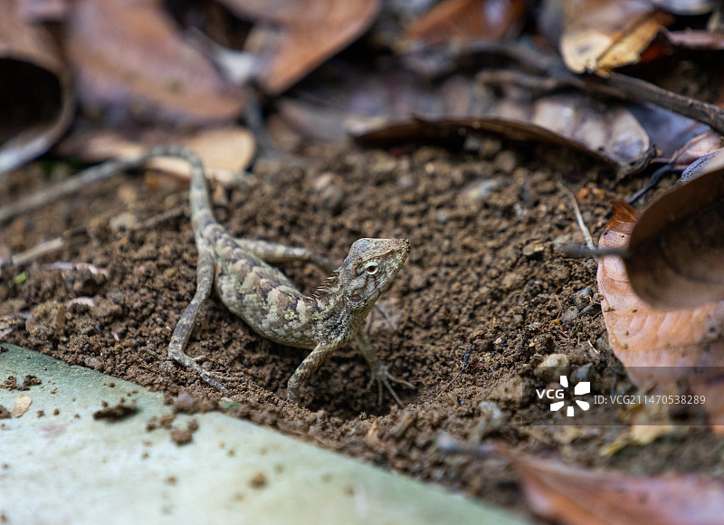 户外土地上的蜥蜴图片素材