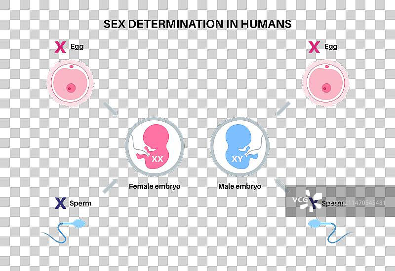 人类的性别决定图片素材