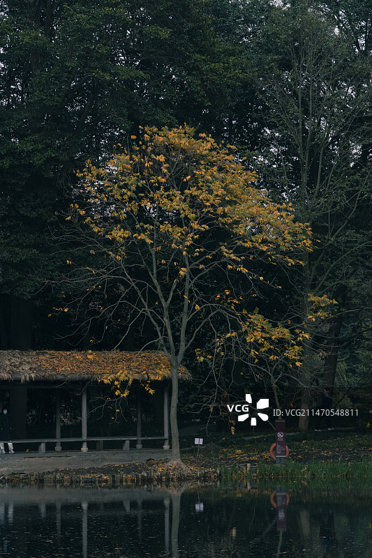 秋天的杭州西湖太子湾公园风景图片素材