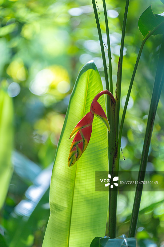 金嘴蝎尾蕉图片素材