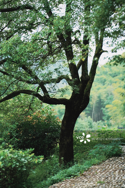 安吉大竹海图片素材