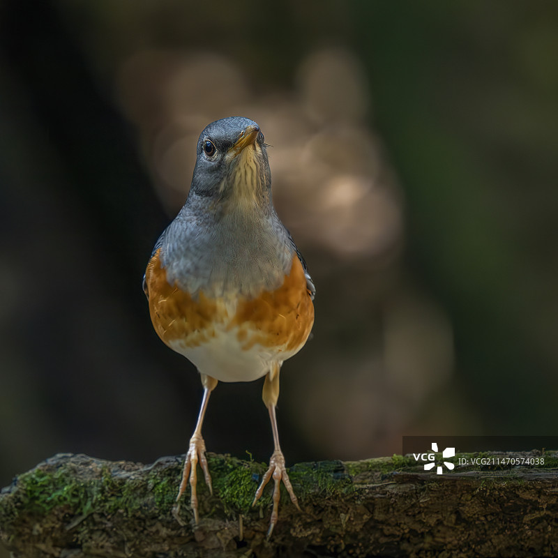 灰背鸫图片素材