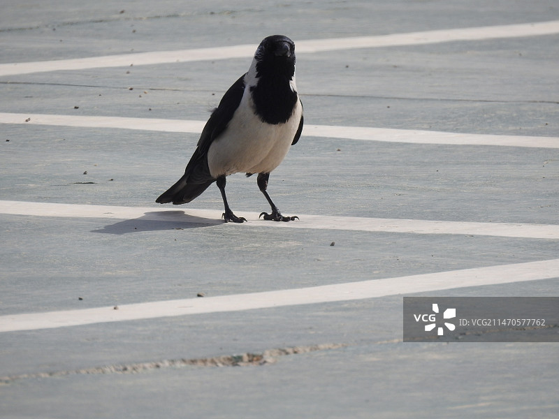 达乌里寒鸦走路图片素材
