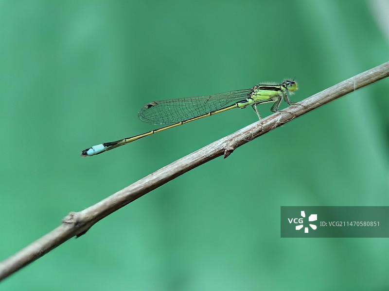 嫩枝上的豆娘特写镜头图片素材