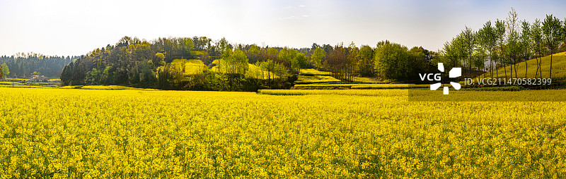 荆门仙居油菜花图片素材
