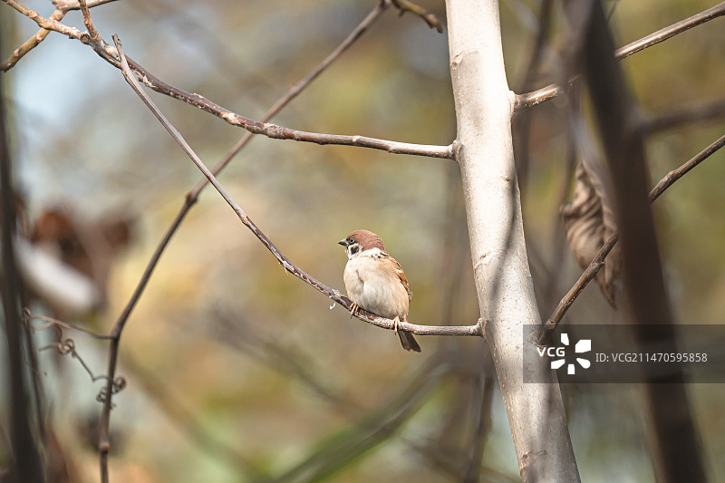 山麻雀图片素材