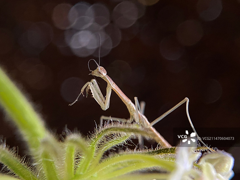 梳理触角的小螳螂图片素材